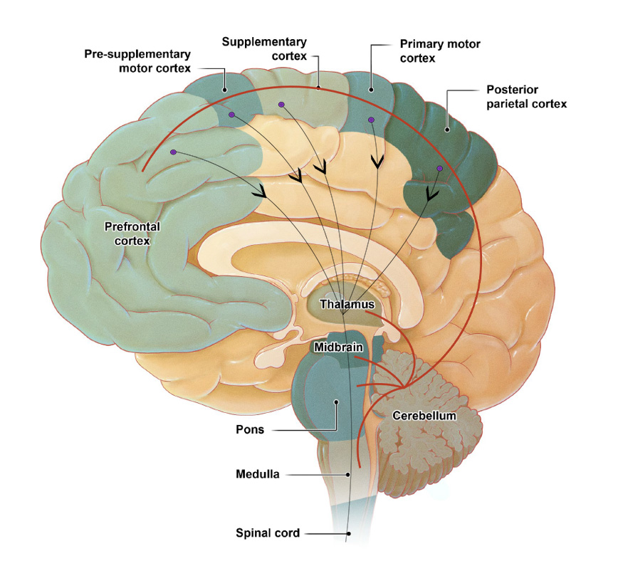 Brain