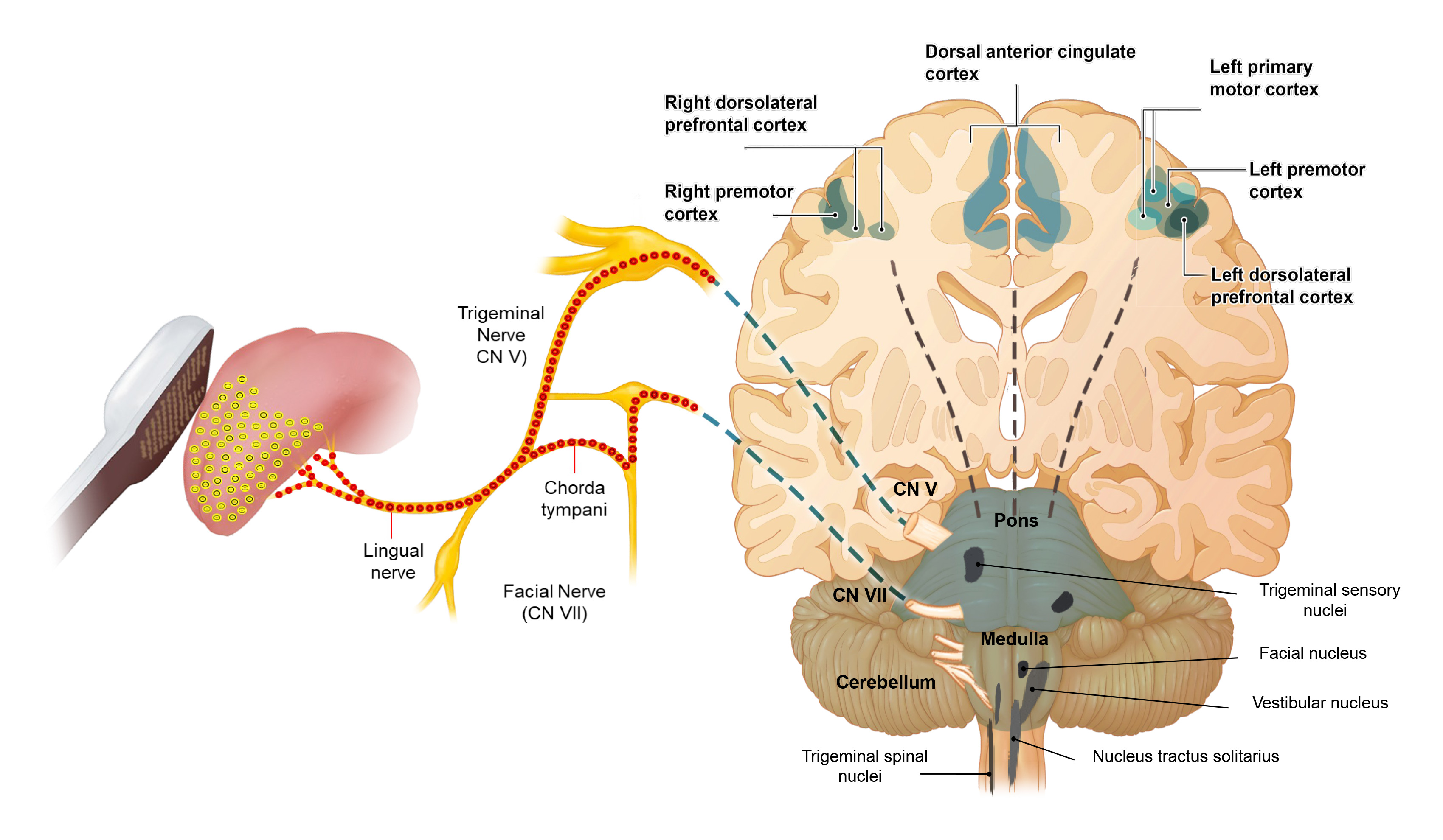Cranial nerves