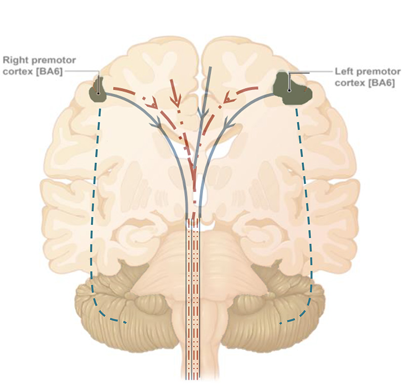 brain graphic