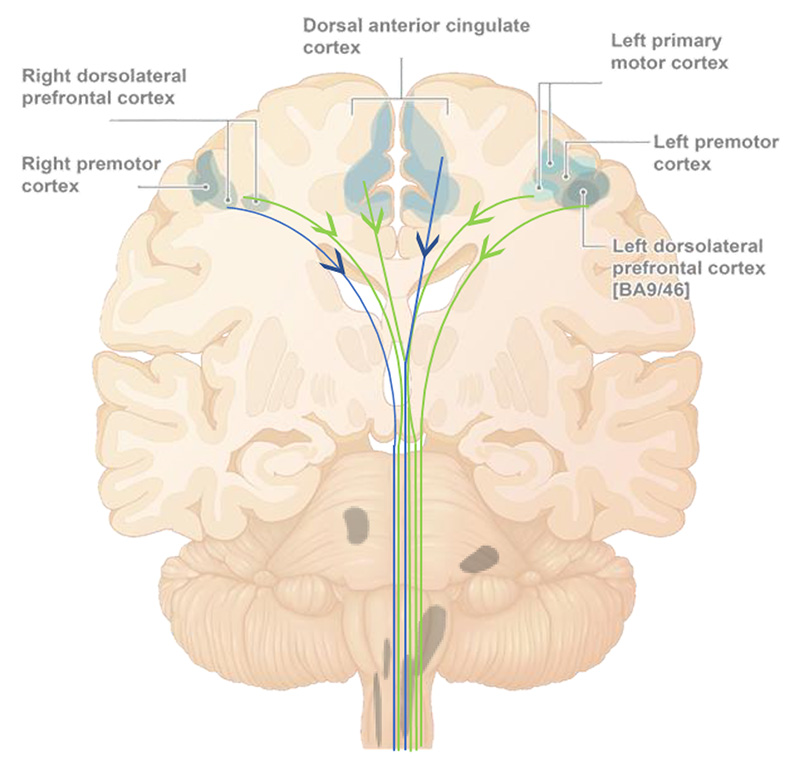 Consolidated Neuroplasticity